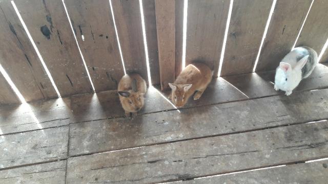 Venda de coelhos Nova Zelândia Mini Lion - Foto 5