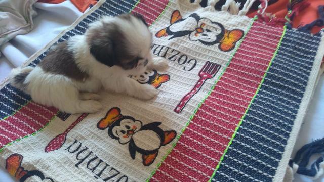 Shitzu disponíveis * - Foto 2