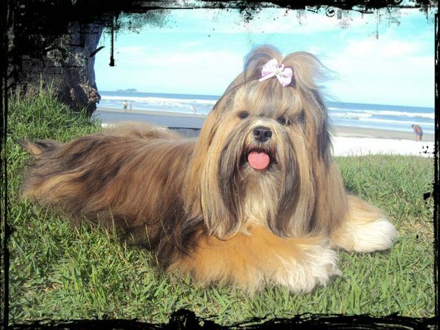 Filhote de Lhasa Apso, macho, com excelente linhagem - Foto 4