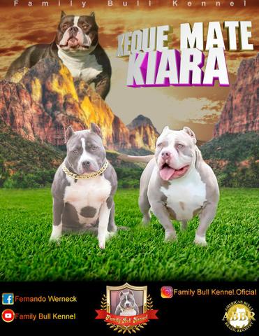 American Bully Pocket ( Aceito Cartão )