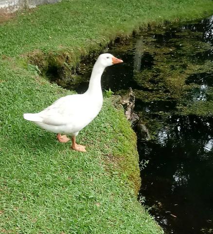 Ganso Macho - Foto 3
