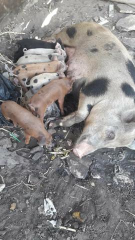 8 porcos com 10 dias de nascido - Foto 2