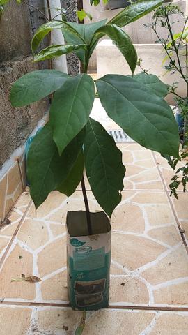 Mudas de abacate - Foto 4