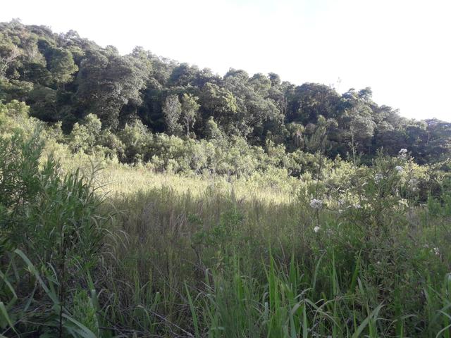 Chácara com 2 alqueires Barra santa rita/Campo magro - Foto 9