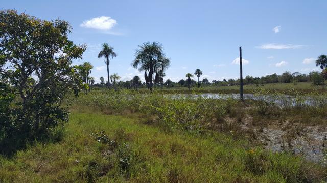 Fazenda de 1500 hectares Alto Alegre No paredão, ler descrição do anuncio - Foto 5