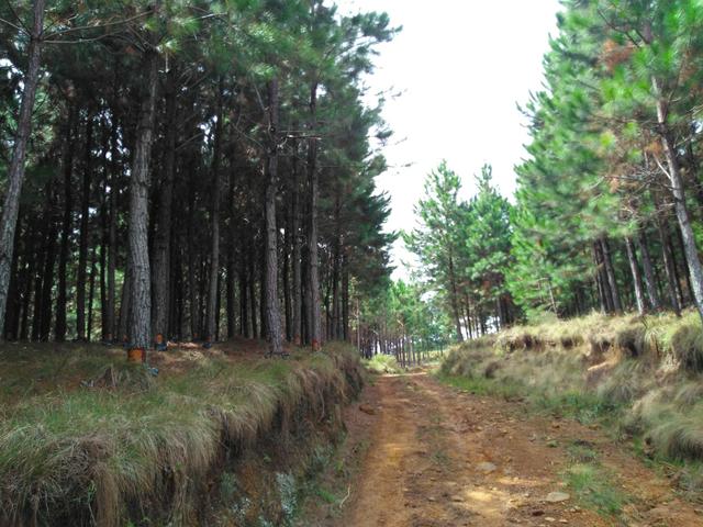 Fazenda de 71.5 Alqueires .10 Alq de Pínus com 11 Anos .Guarapuava - PR - Foto 19