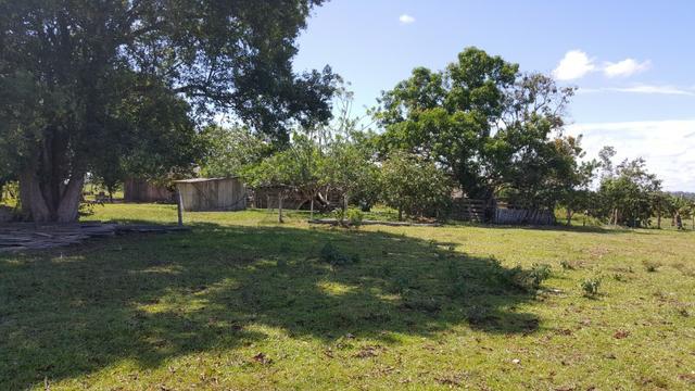 Fazenda de 1500 hectares Alto Alegre No paredão, ler descrição do anuncio - Foto 9