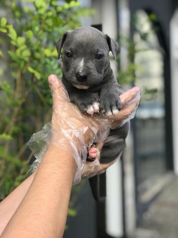 Pitbull - 6 lojas próprias - Whatsapp (11) 9.4745-3604 - Erica - Foto 4