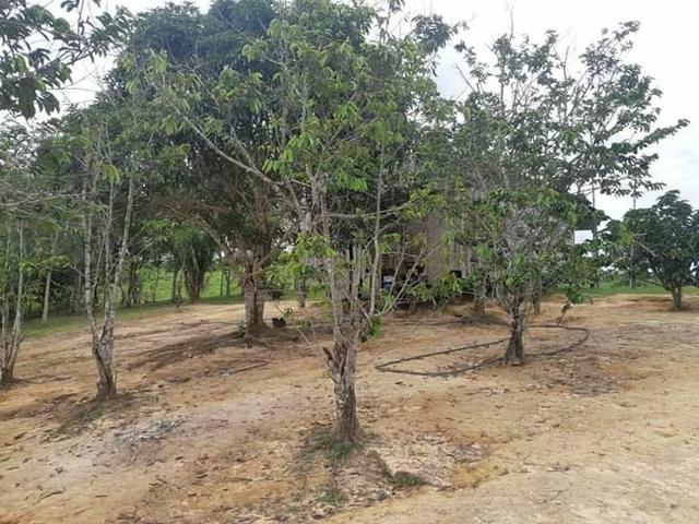 Vendo um pólo,localizado no 102 da estrada de Sena Madureira, 4 km de ramal - Foto 5