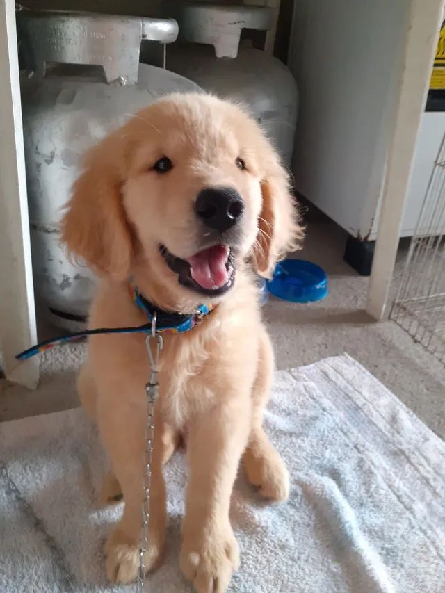 Golden retrivier puro 