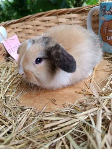 PÁSCOA - Coelho Mini Lop Uruguaio - Foto 4