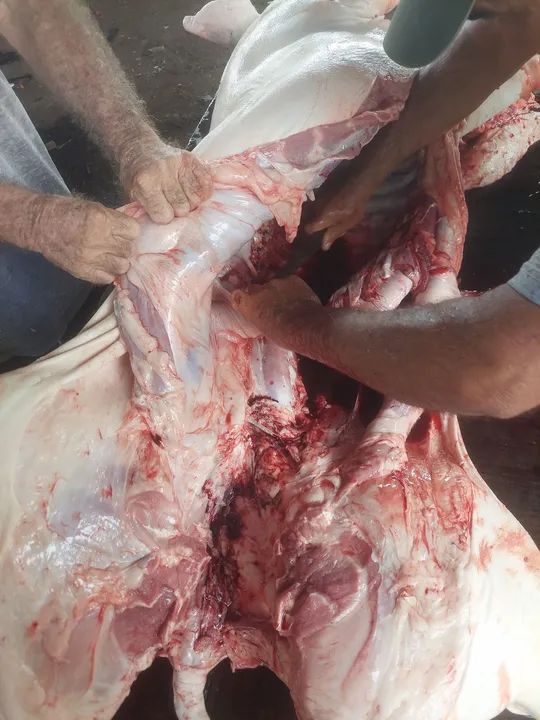 Porcos para venda! - Foto 5