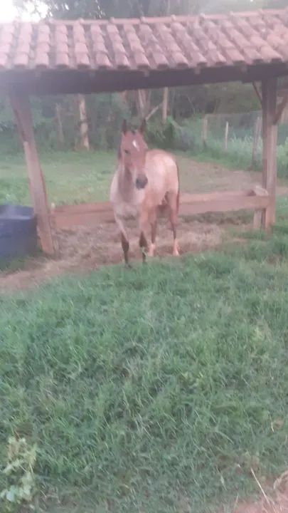 Potro Quarto rosilho  - Foto 2