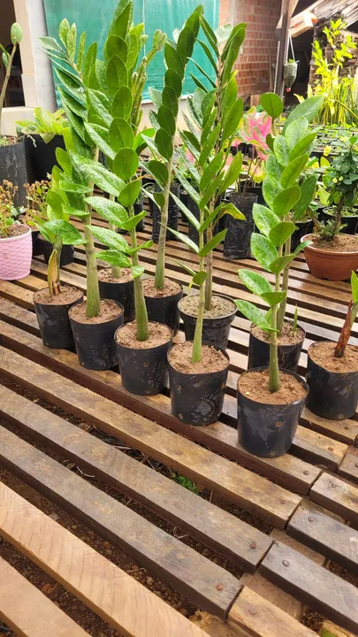 Mudas de Zamiocuca