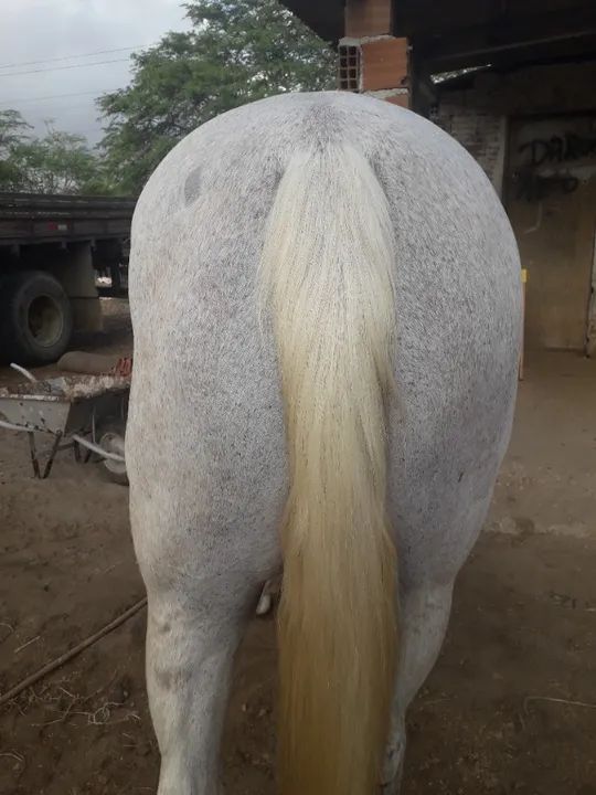 egua de direita boa de verdade pau