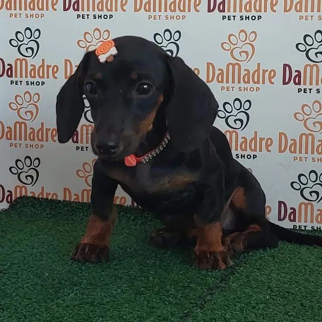 Daschund olx best sale