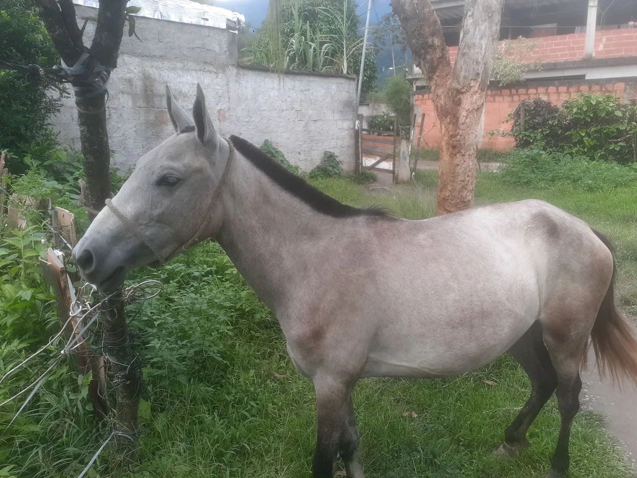 Potra lindo e dócil para venda - Foto 4