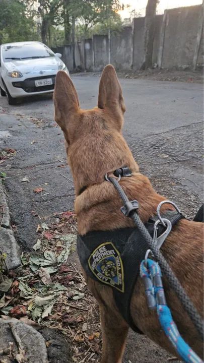 Adoção de Tadeu - Foto 6