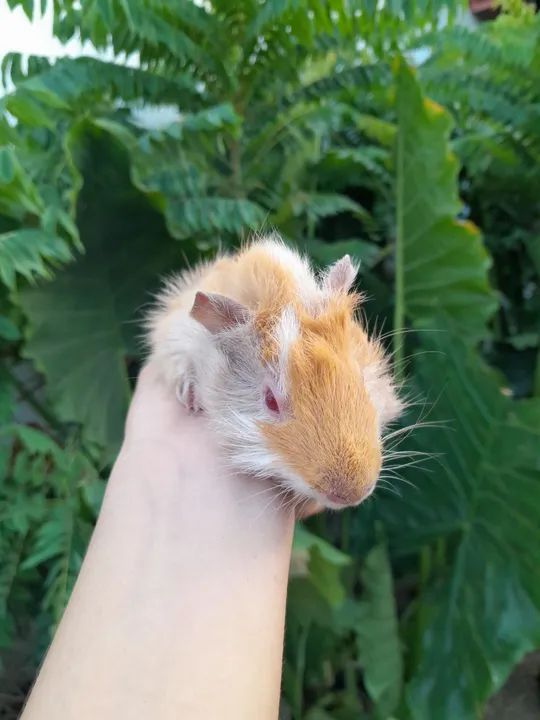 Filhote de porquinho da Índia- Macho único  - Foto 3