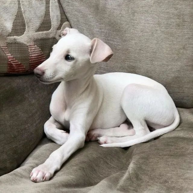Galgo Italiano Branco 