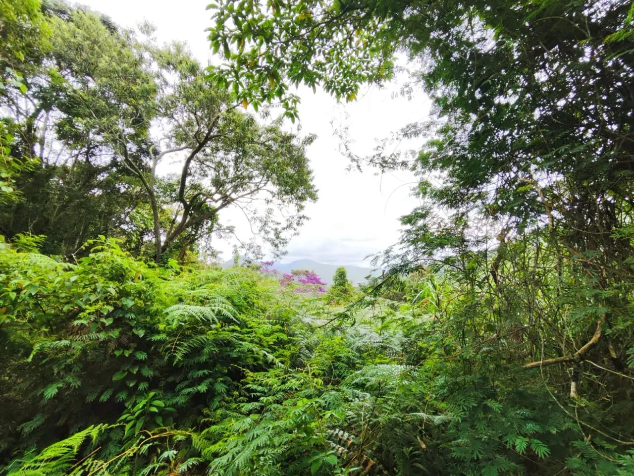 180.000 m2 de natureza à venda em Teresópolis, Vargem Grande, perto do Hotel Le Canton. - Foto 3