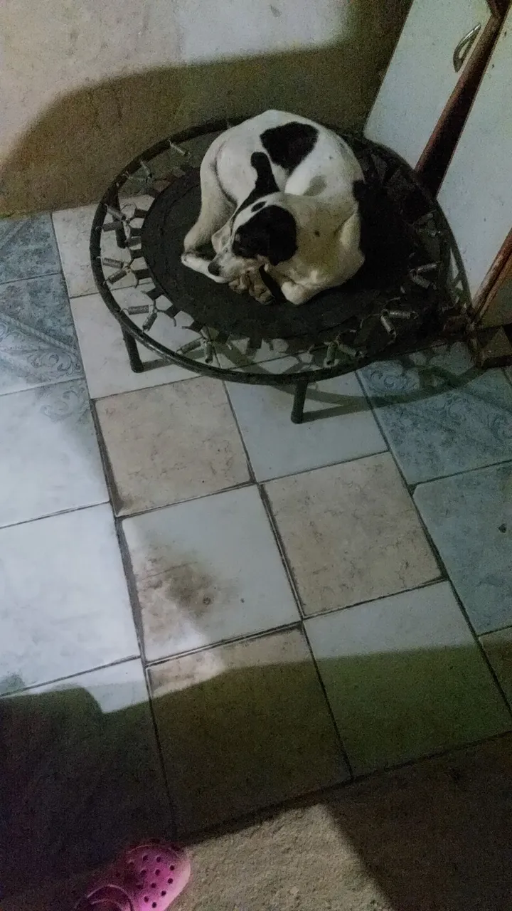 Cachorro para adoção - Branco com manchas pretas