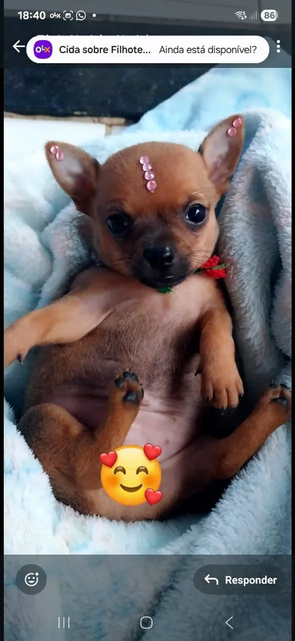 Filhote de Chihuahua disponível!