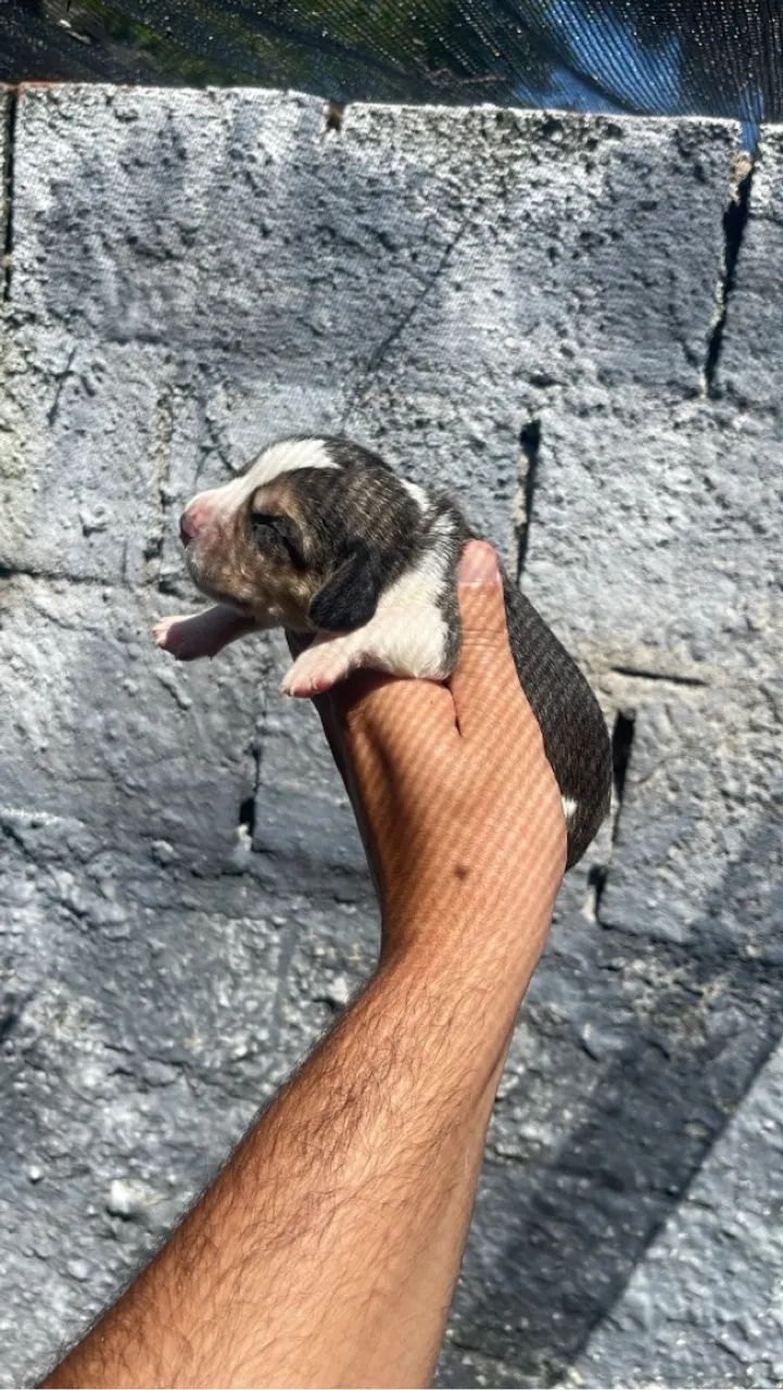 Beagles disponível - Foto 6