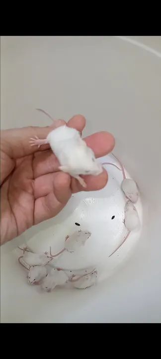 ? Filhotes de Camundongo à Venda - Super Oferta! ? - Foto 2