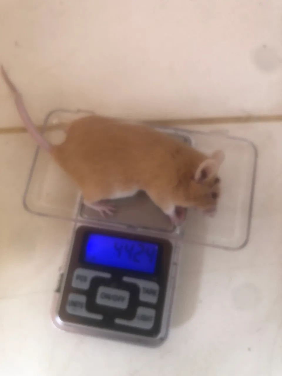 Camundongo suíço  - Foto 4