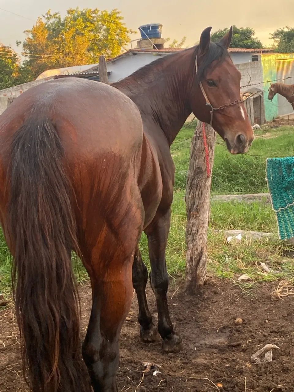 Cavalo mangalarga  - Foto 4