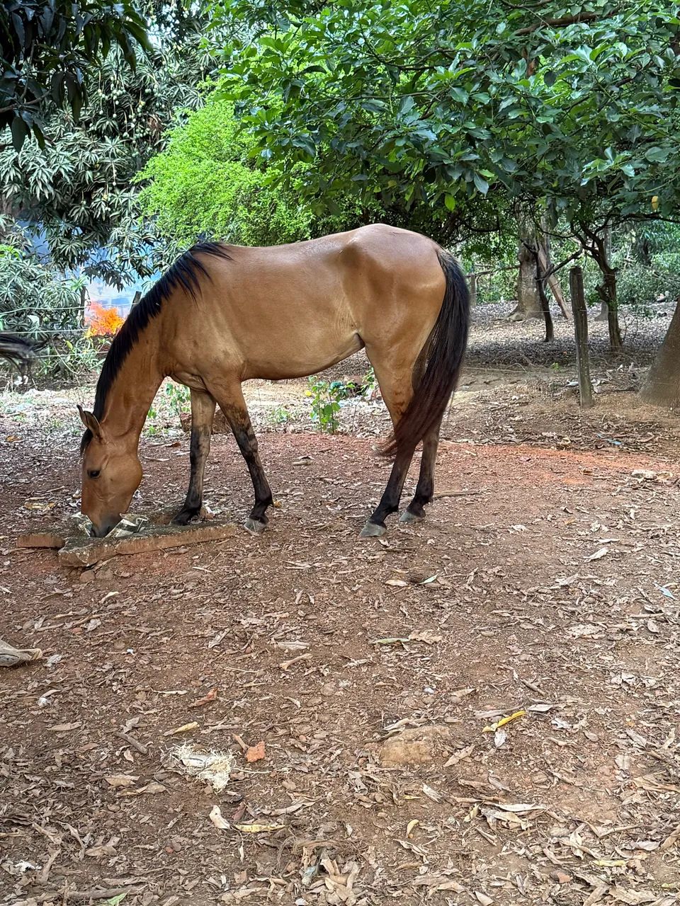 Potra mangolina  - Foto 2