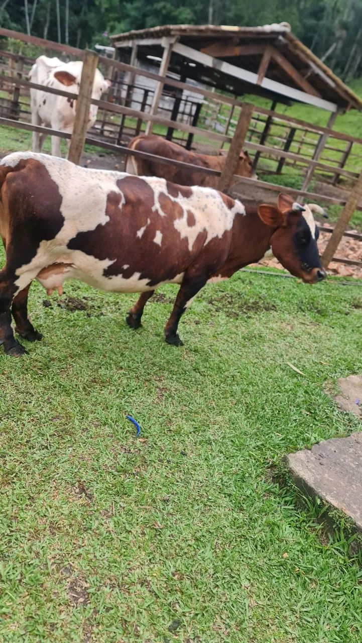 Mini Vaca Leteira com bezerra  - Foto 2