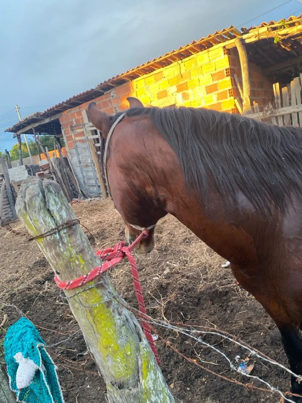 Cavalo mangalarga  - Foto 2
