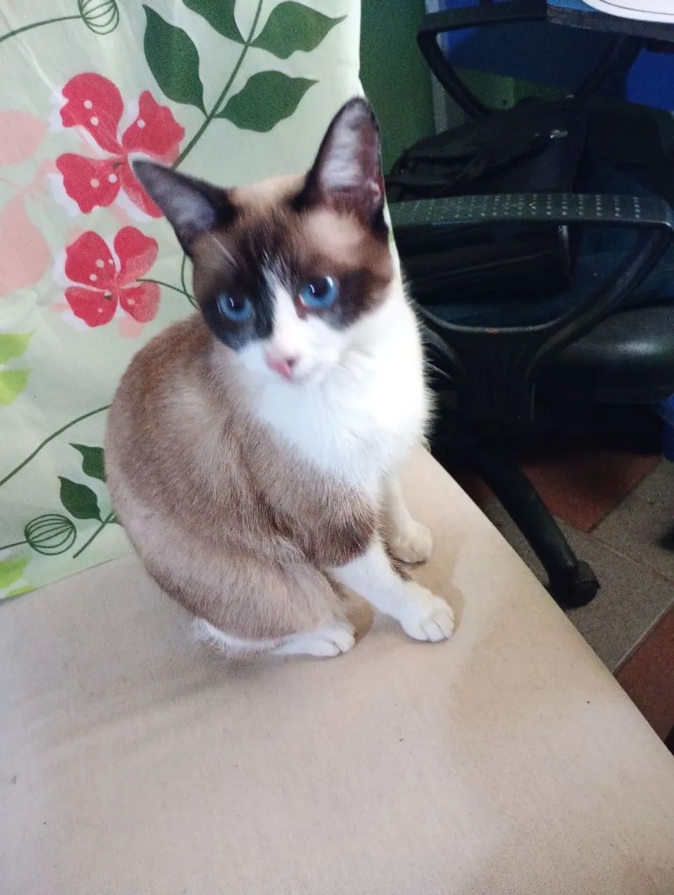 Gata raça radgoll oito mês 