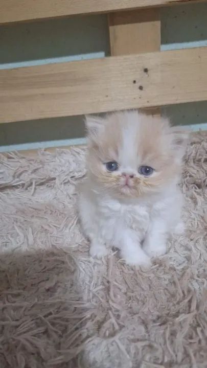 Lindos Gatos Persas disponível Temos outras pelagem !Venha ver as disponibilidades
