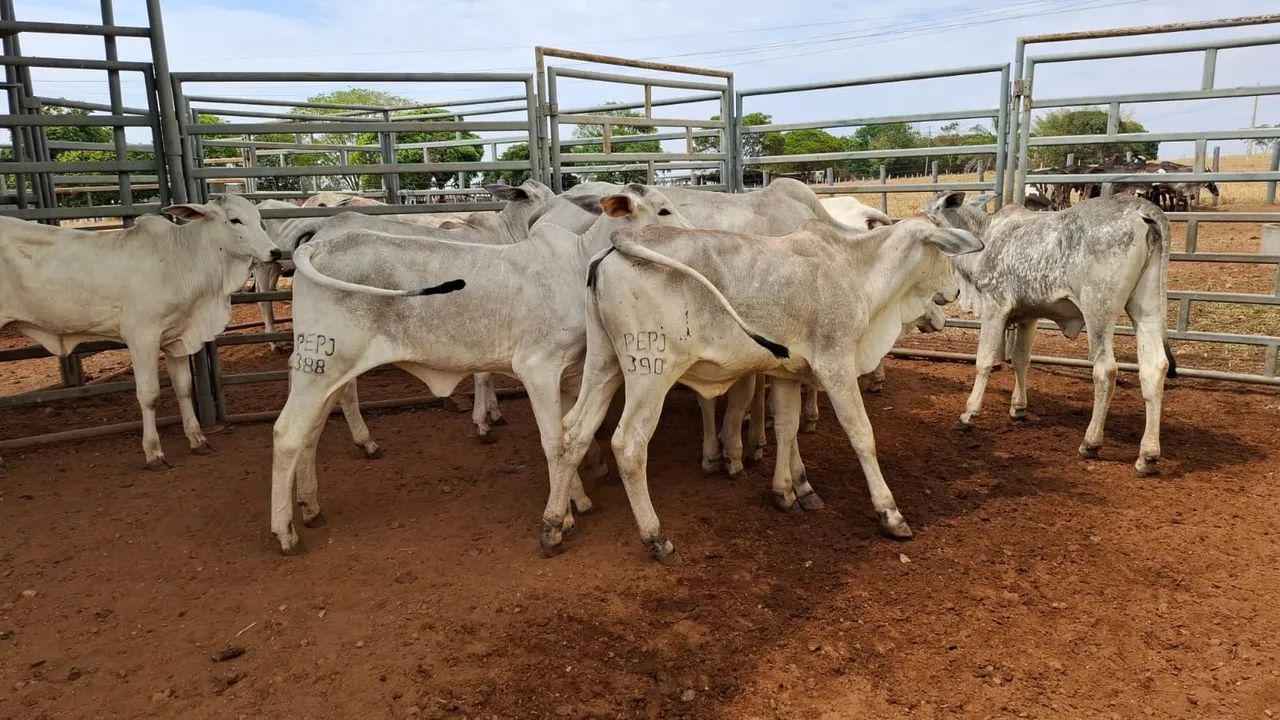 Bezerras PO  - Foto 5