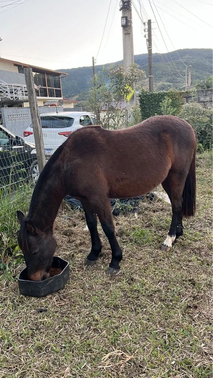 Cavalo pra venda ou brick