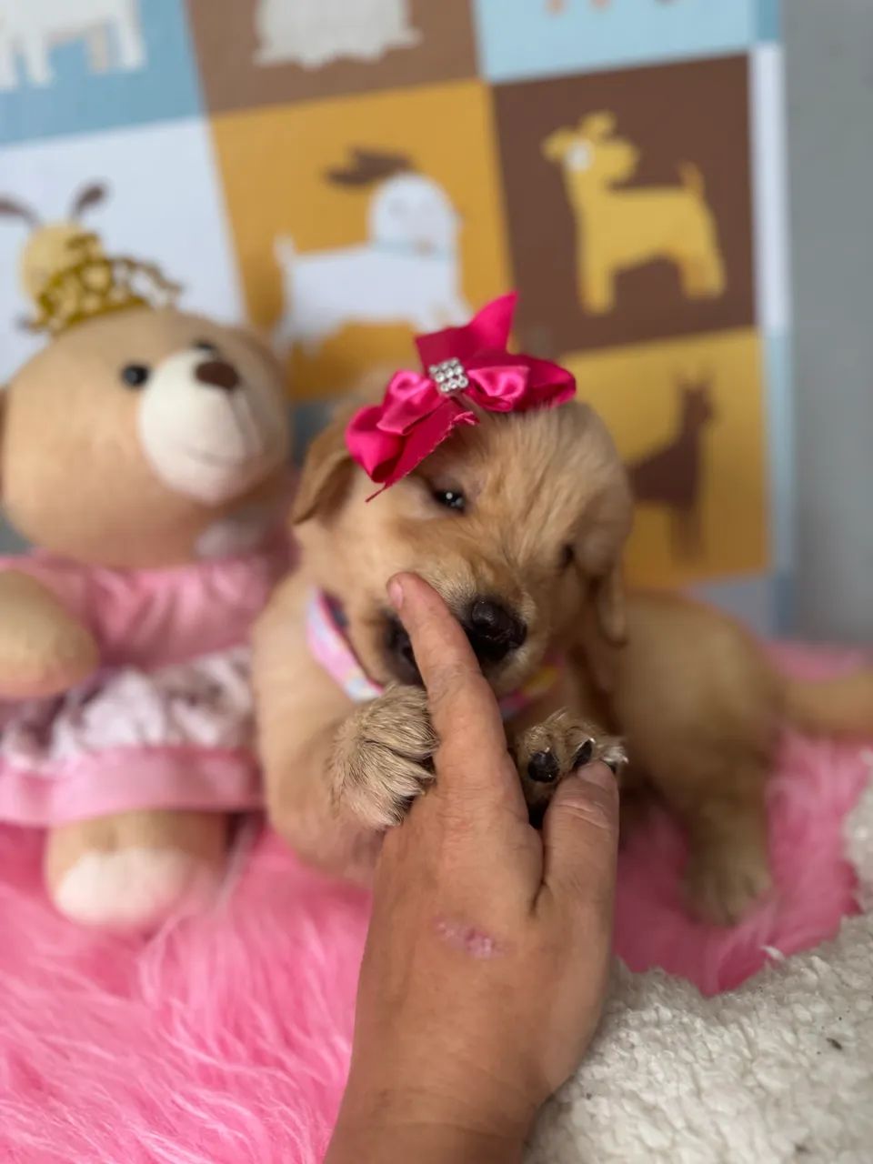 Golden Retriever macho e fêmea Canil legalizado  - Foto 2