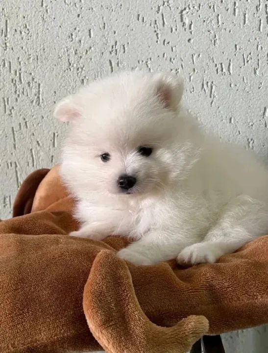 Cachorro filhote Spitz alemão - Foto 3