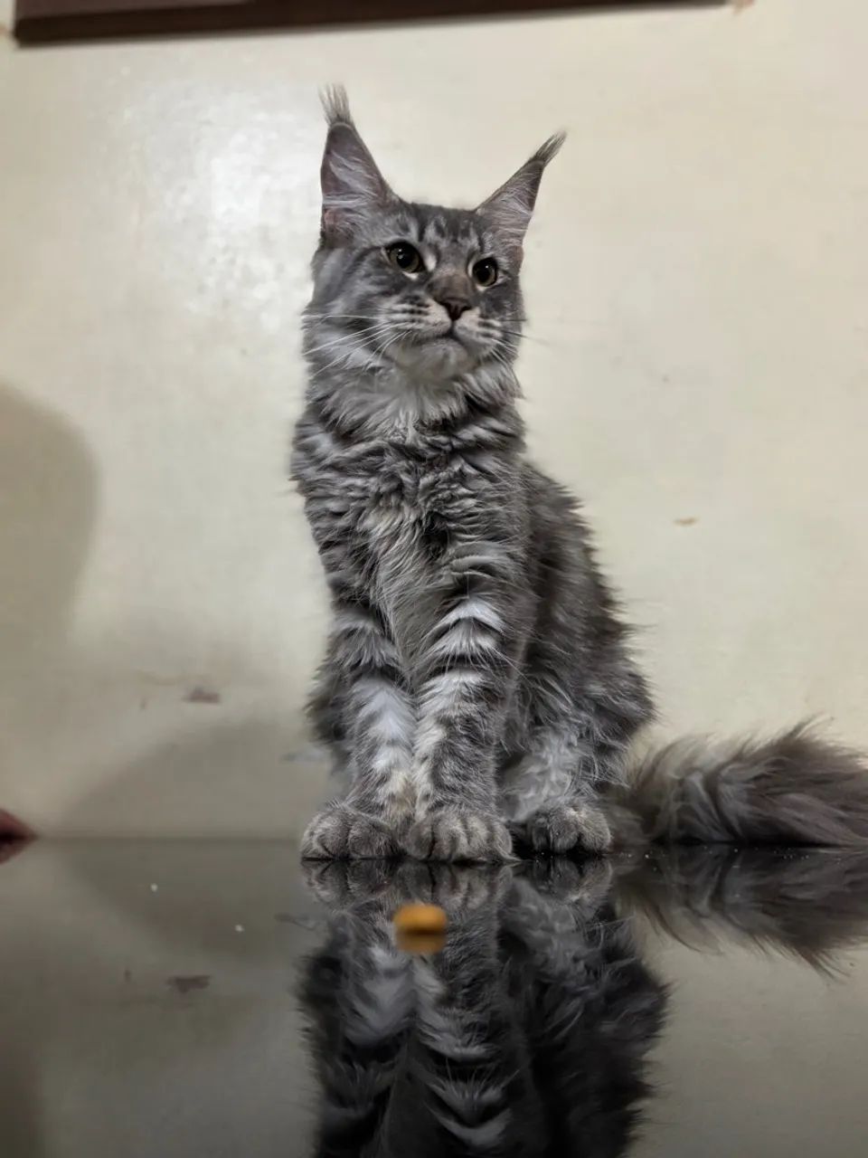 Gato Maine Coon - Filhote fêmea  - Foto 2