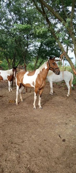 ÉGUA À VENDA  - Foto 3