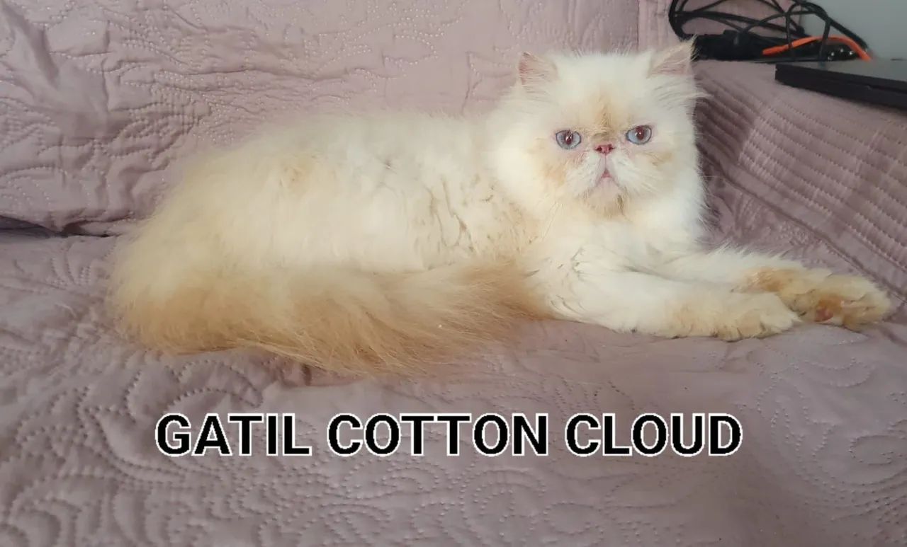  Gata Persa ( himalaia)