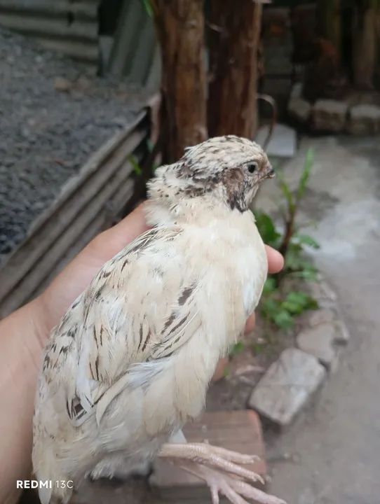 Codornas japonicas  - Foto 2