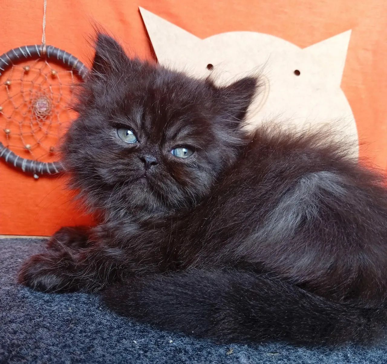 Gato filhote  - Foto 2