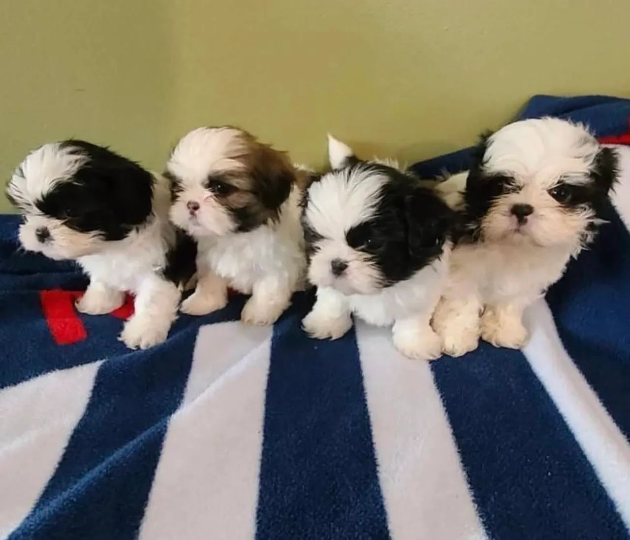 Shih Tzu filhotes mini diversas cores ac cartão 