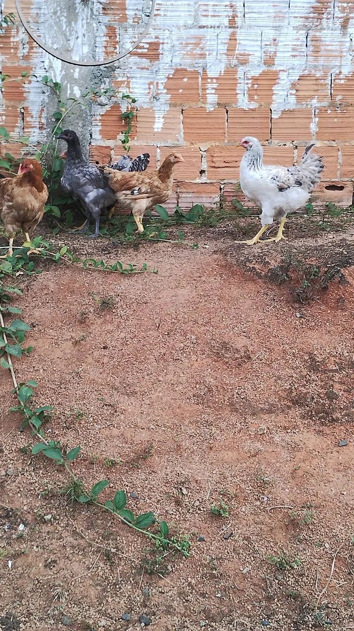 Galos carijó 