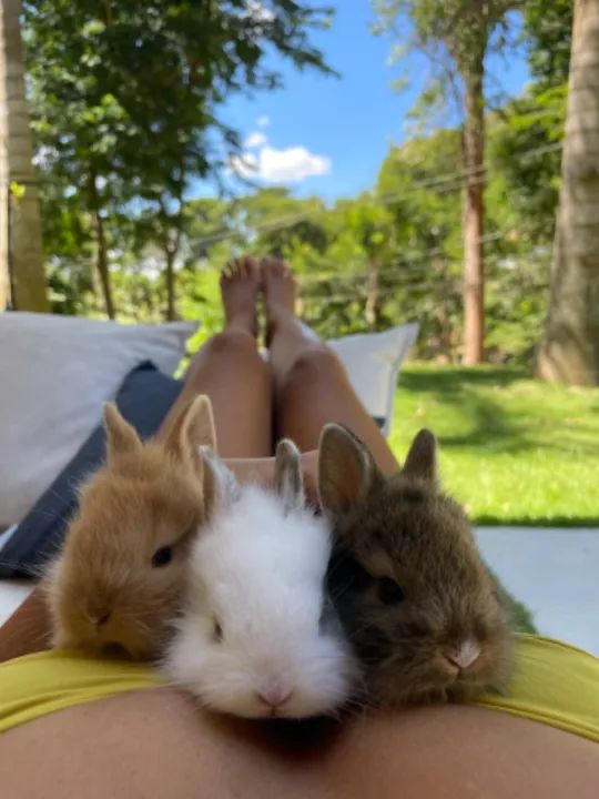 Coelhinhos Mini Lion
