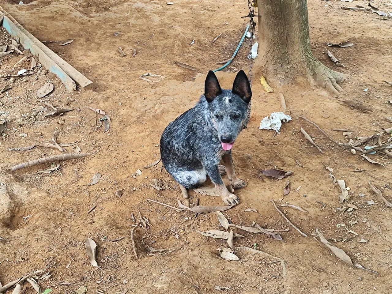 Filhote de blue Heeler - Foto 3
