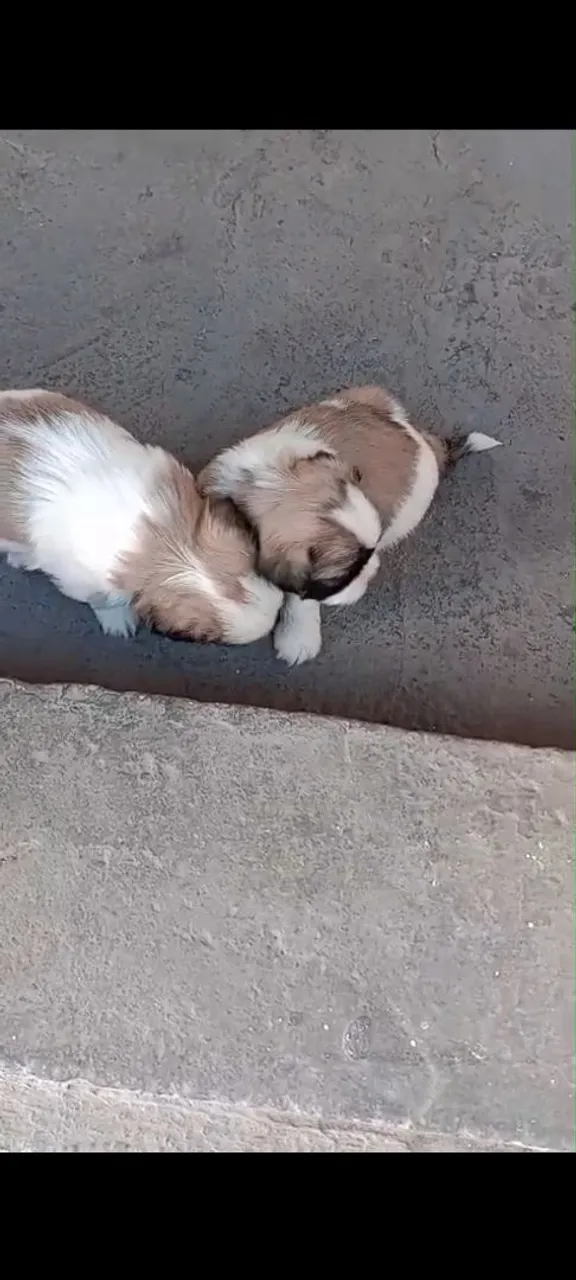Lindos filhotes Shih Tzu (shihtzu)